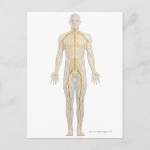 Human Nervous System 2 Postcard