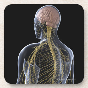 Human Nervous System Coaster