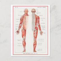 Human Nervous System Vintage Diagram