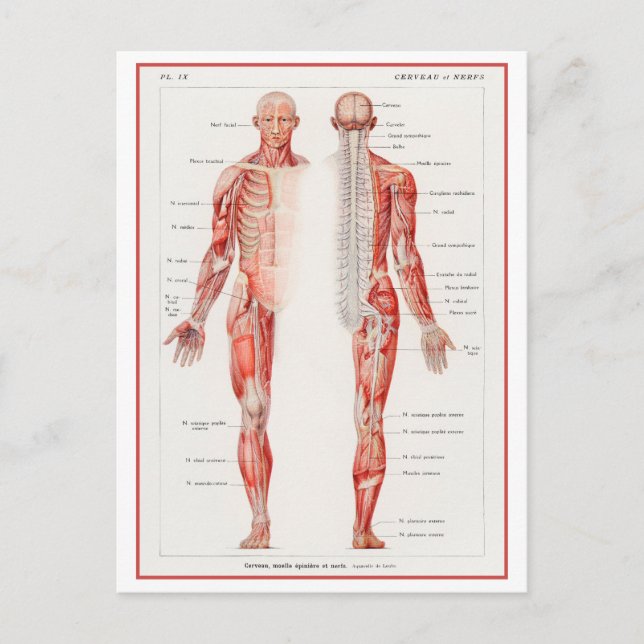 Human Nervous System Vintage Diagram Postcard (Front)