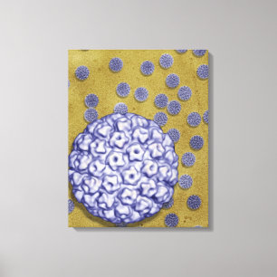 Human Papilloma Virus Canvas Print