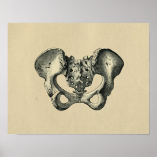Human Pelvis Anatomy 1902 Vintage Print