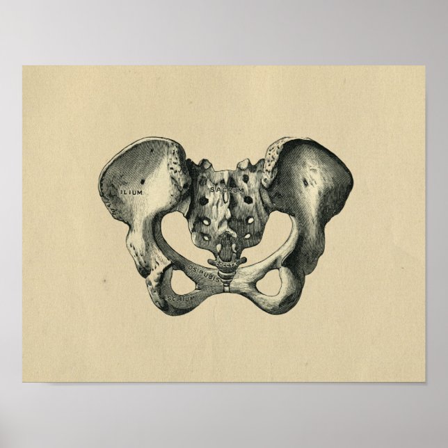 Human Pelvis Anatomy 1902 Vintage Print (Front)