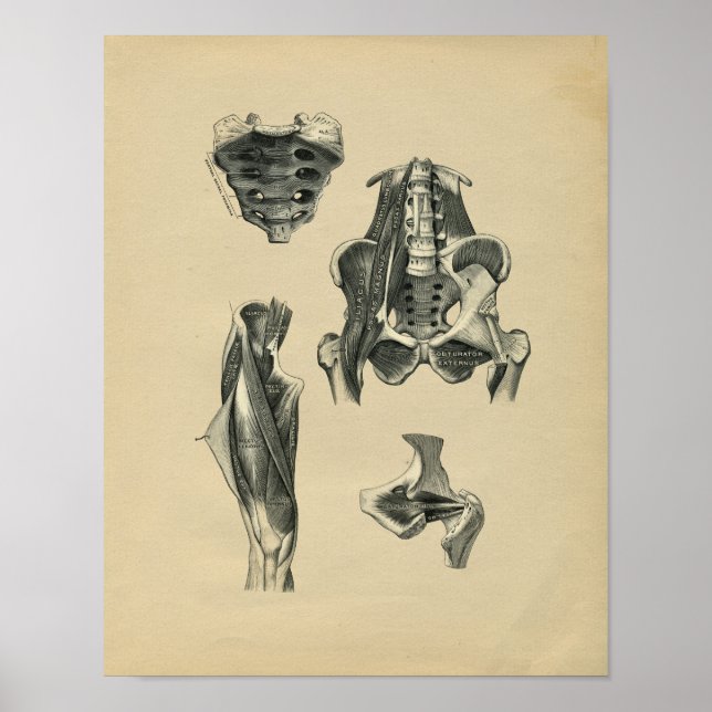 Human Pelvis Leg Anatomy 1902 Vintage Print (Front)
