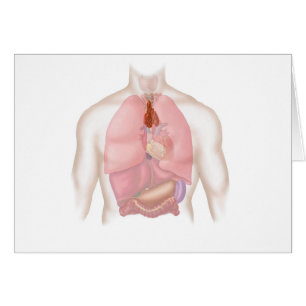 Human Respiratory And Digestive System