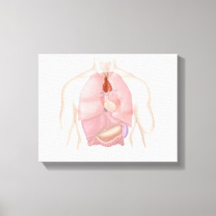 Human Respiratory And Digestive System Canvas Print