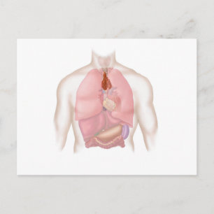 Human Respiratory And Digestive System Postcard
