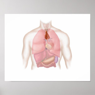 Human Respiratory And Digestive System Poster
