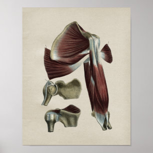 Human Shoulder Anatomy Vintage Print