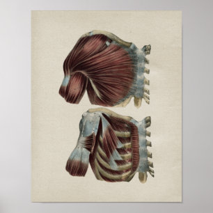 Human Shoulder Anatomy Vintage Print