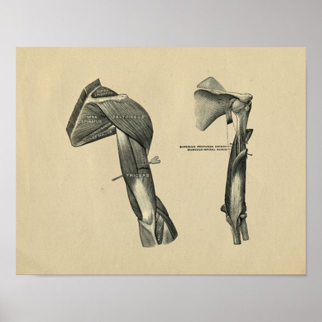 Human Shoulder Arm Anatomy 1902 Vintage Print (Front)