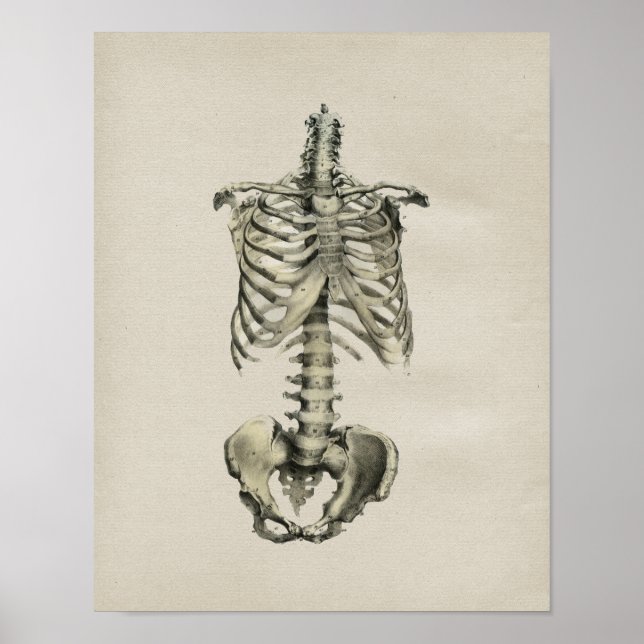 Human Skeletal Anatomy Vintage Print (Front)