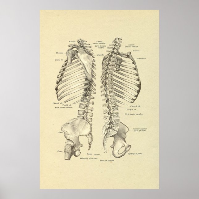 Human Skeletal Cross Ssection of Spine Print (Front)