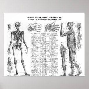 Human Skeletal & Muscular Anatomy from 1922 Poster