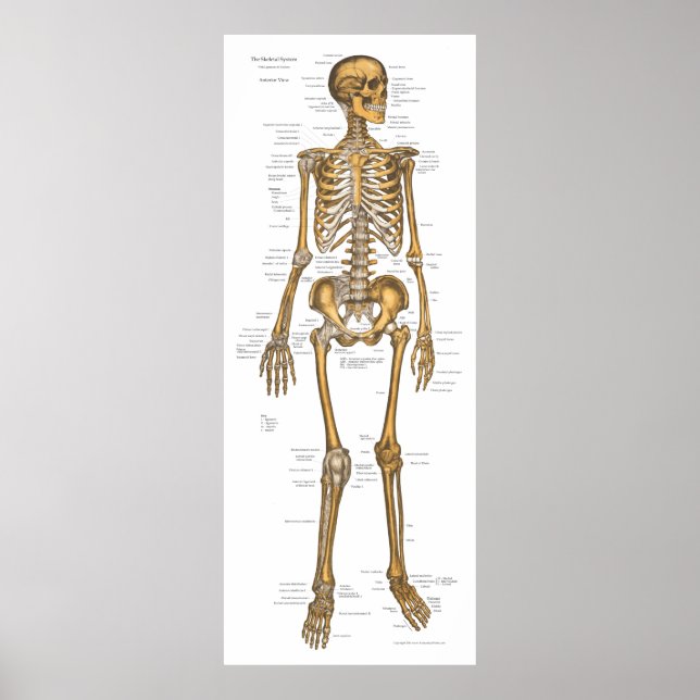Human Skeletal System Anatomy Chart 24 X 60 (Front)