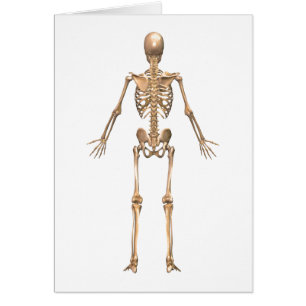 Human Skeletal System, Back View