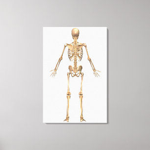 Human Skeletal System, Back View Canvas Print