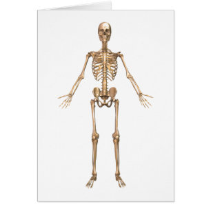 Human Skeletal System, Front View