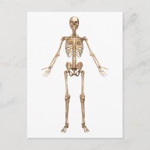 Human Skeletal System, Front View Postcard