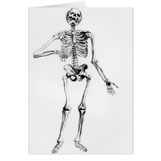 Human Skeleton (Front)
