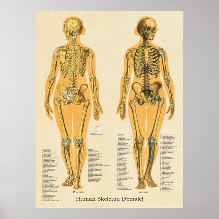 Human Skeleton Anatomy Bones Chart Female Uk