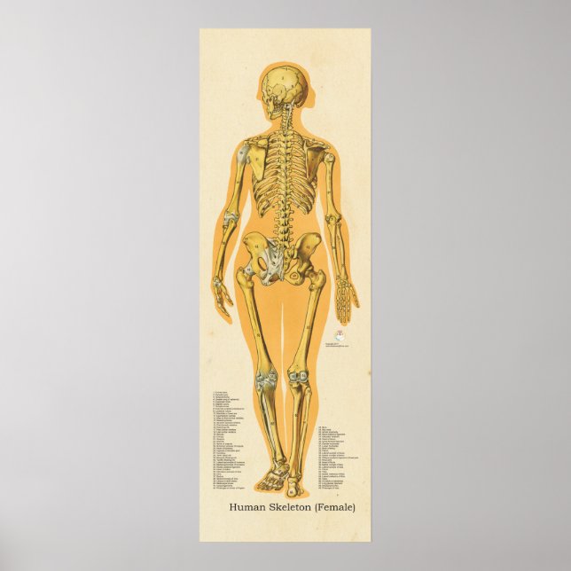 Human Skeleton Anatomy Bones Chart Female (Front)