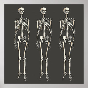 Human Skeleton Anatomy Pop Art Comic Drawing Poster