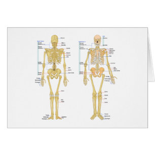 Human Skeleton labelled anatomy chart