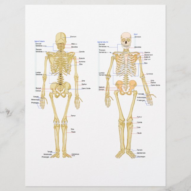 Human Skeleton labelled anatomy chart (Front)