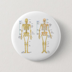 Human Skeleton labelled anatomy chart 6 Cm Round Badge