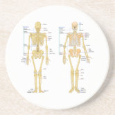 Human Skeleton labelled anatomy chart Coaster Zazzle