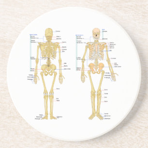 Human Skeleton labelled anatomy chart Coaster