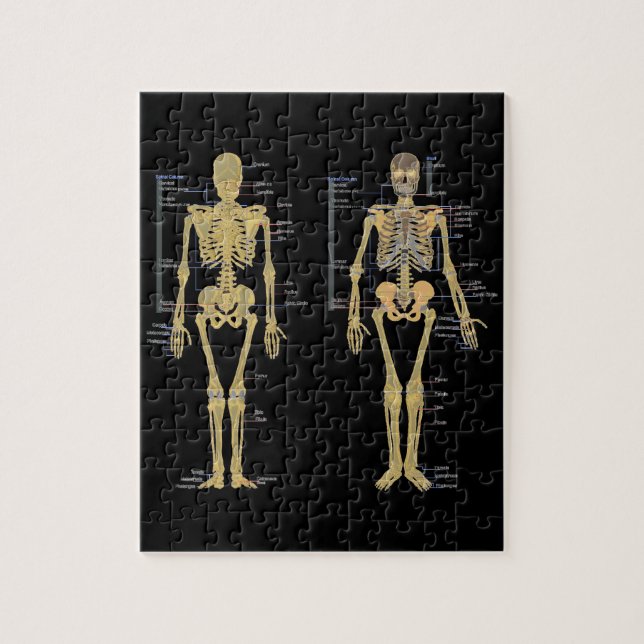 Human Skeleton labelled anatomy chart Jigsaw Puzzle (Vertical)