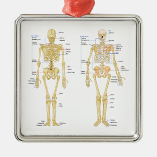 Human Skeleton labelled anatomy chart Metal Tree Decoration