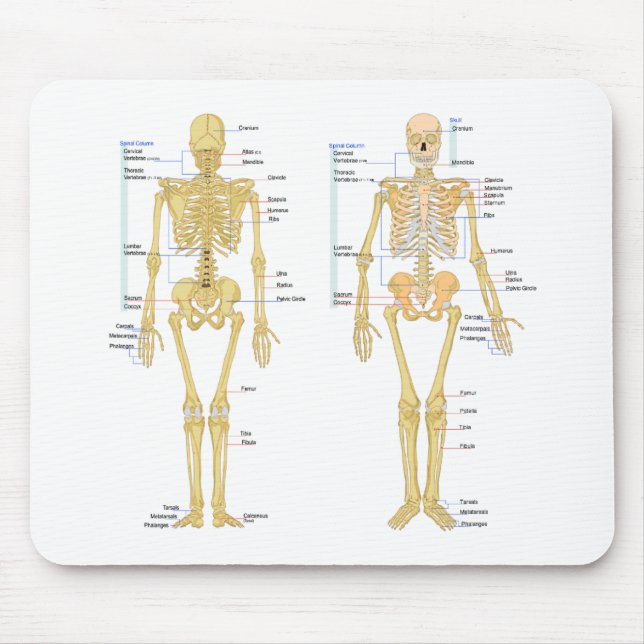 Human Skeleton labelled anatomy chart Mouse Mat (Front)