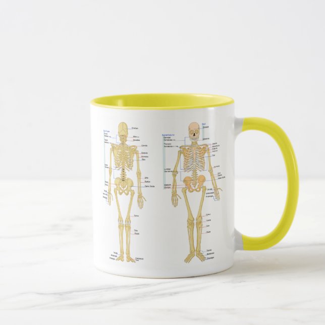 Human Skeleton labelled anatomy chart Mug (Right)