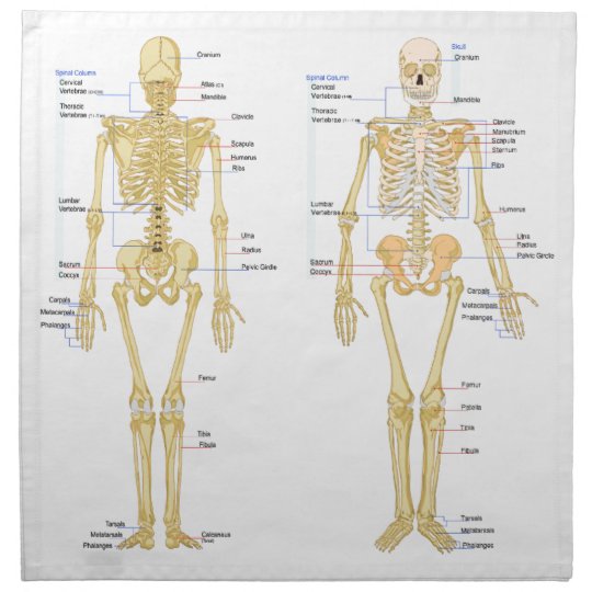 Human Skeleton labelled anatomy chart Napkin | Zazzle.co.uk