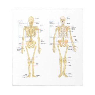 Human Skeleton labelled anatomy chart Notepad