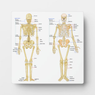 Human Skeleton labelled anatomy chart Plaque