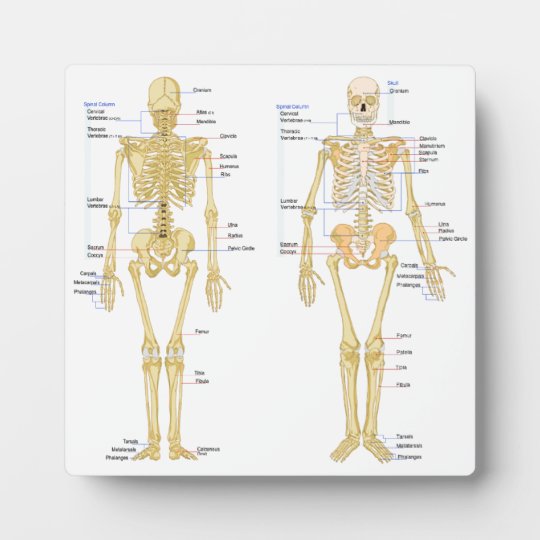 Human Skeleton labelled anatomy chart Plaque | Zazzle.co.uk