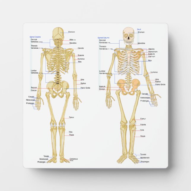 Human Skeleton labelled anatomy chart Plaque (Front)