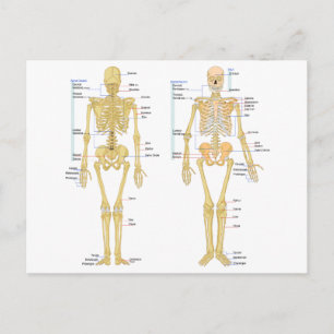 Human Skeleton labelled anatomy chart Postcard