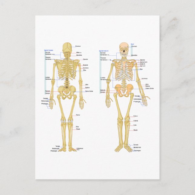 Human Skeleton labelled anatomy chart Postcard (Front)