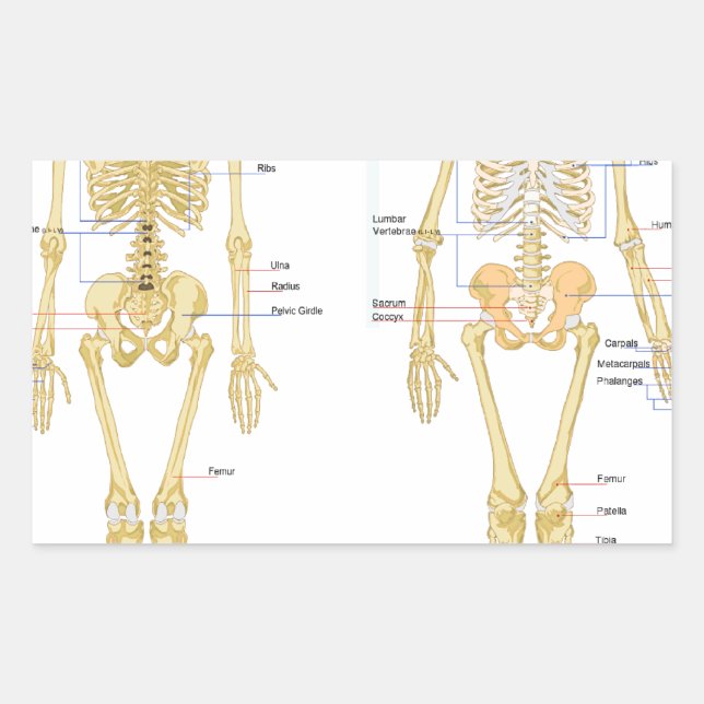Human Skeleton labelled anatomy chart Rectangular Sticker (Front)