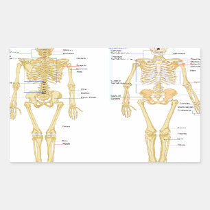 Human Skeleton labelled anatomy chart Rectangular Sticker