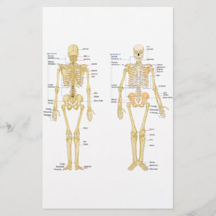 Human Skeleton labelled anatomy chart Stationery