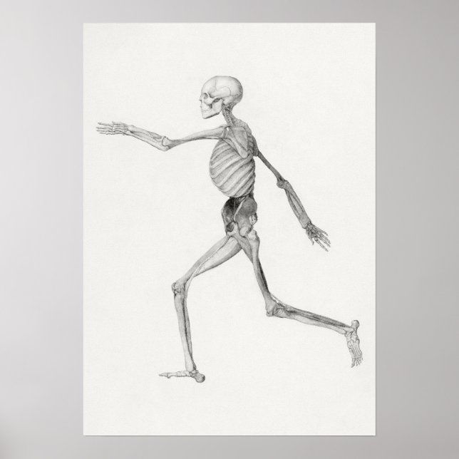 Human Skeleton, Lateral View (1795–1806) Poster (Front)