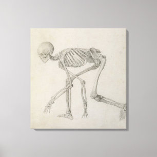 Human Skeleton: Lateral view in Crouching Posture, Canvas Print