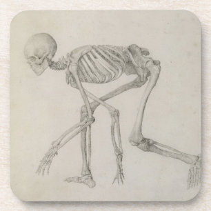 Human Skeleton: Lateral view in Crouching Posture, Coaster