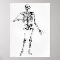 Human Skeleton